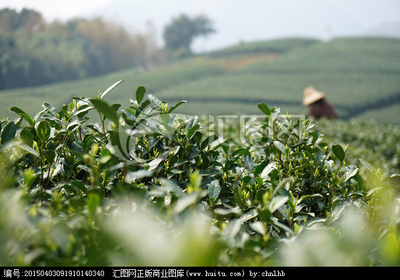 茶韻光影 在匯圖網(wǎng)上捕捉茶葉與茶園的千姿百態(tài)