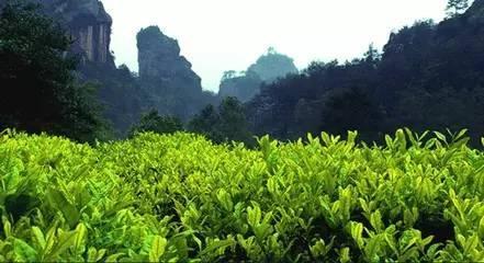 武夷巖茶與朝代的那些事兒 從宋代貢茶到清代名揚(yáng)
